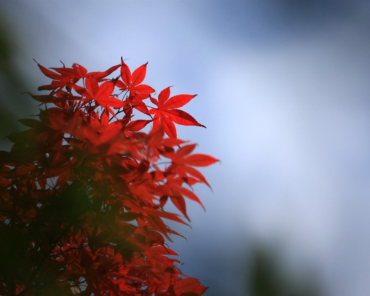 日本之旅：六甲山之紅葉 #7 - 1280x1024