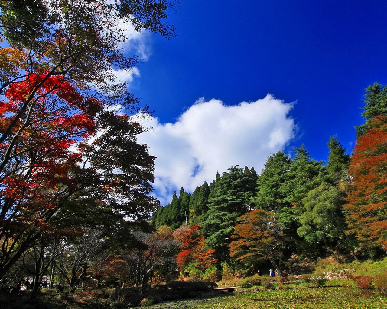 Japan Tour: Rokko Mountain feuilles #10 - 1280x1024