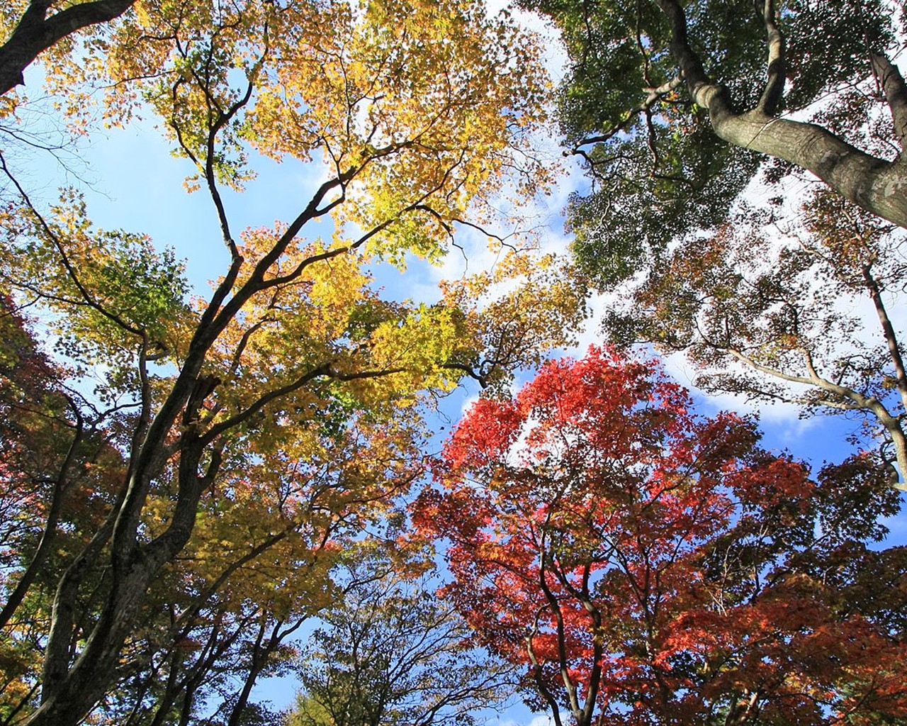 日本之旅：六甲山之紅葉 #11 - 1280x1024