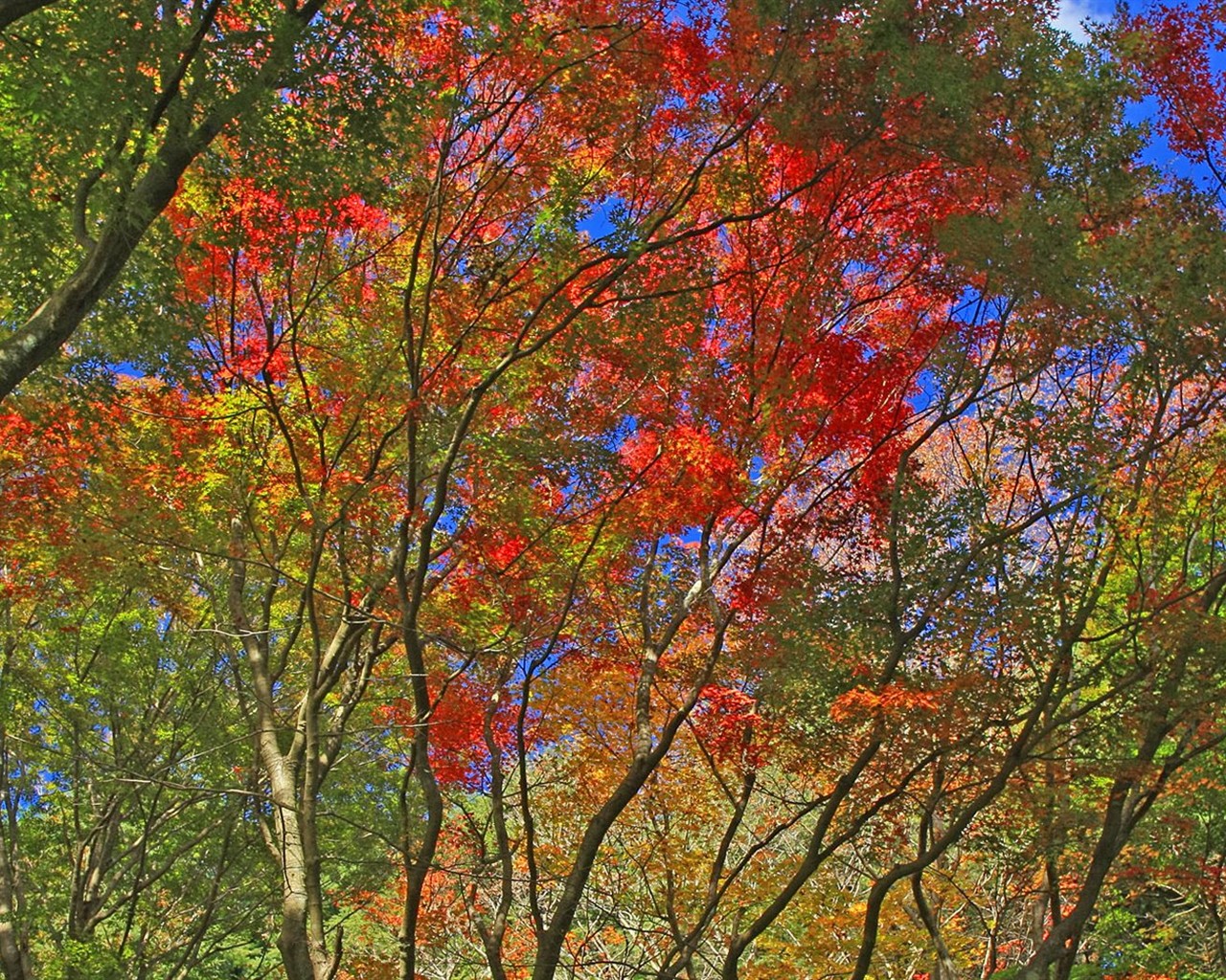 Japan Tour: Rokko Mountain feuilles #14 - 1280x1024