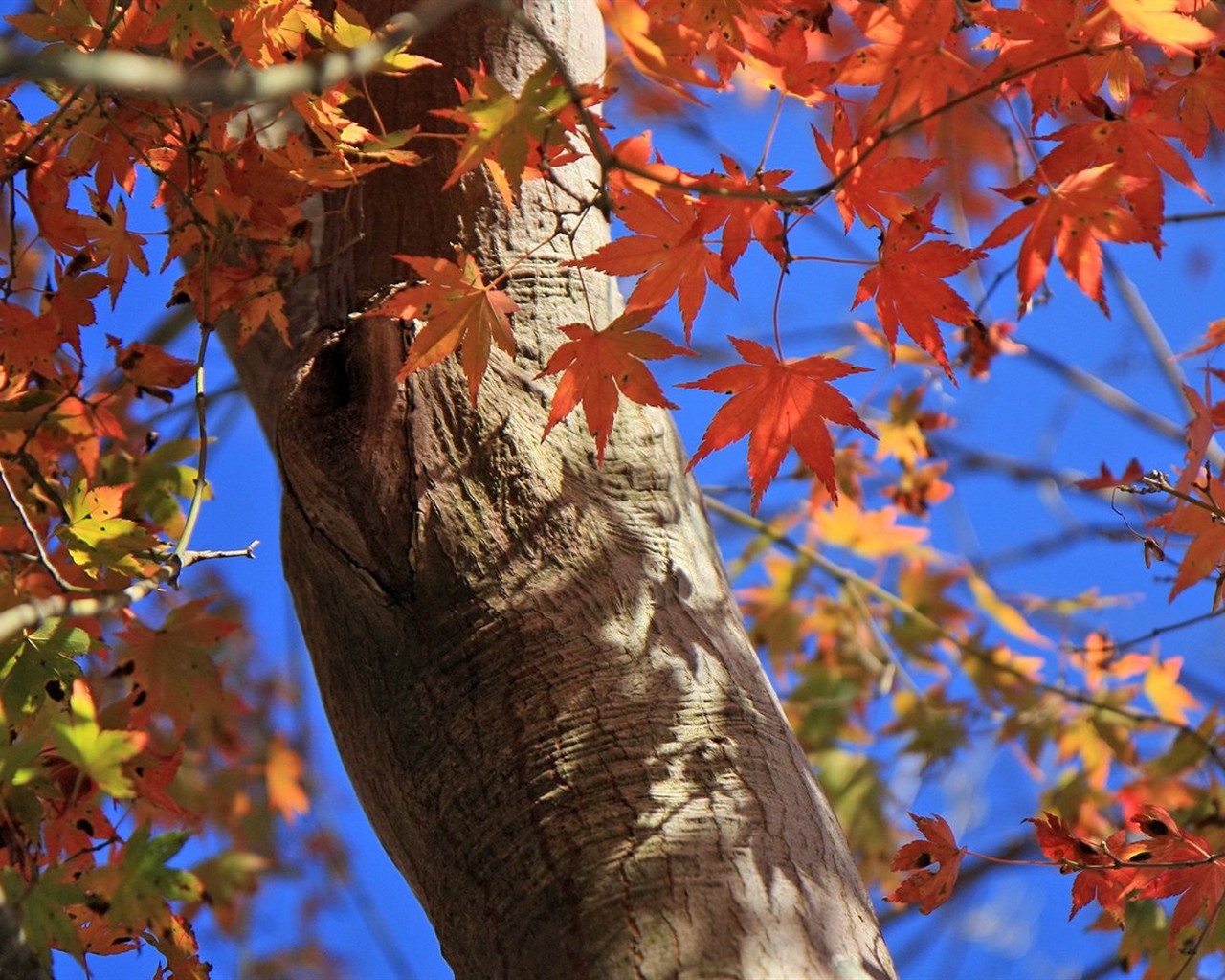 Japan Tour: Rokko Mountain feuilles #15 - 1280x1024