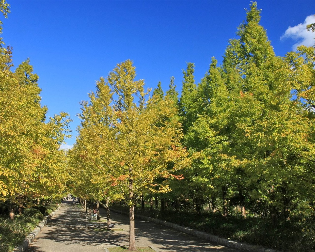 Japan Tour: Rokko Mountain feuilles #17 - 1280x1024