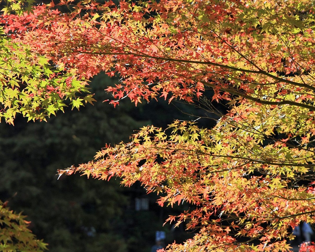 Japan Tour: Rokko Mountain feuilles #18 - 1280x1024