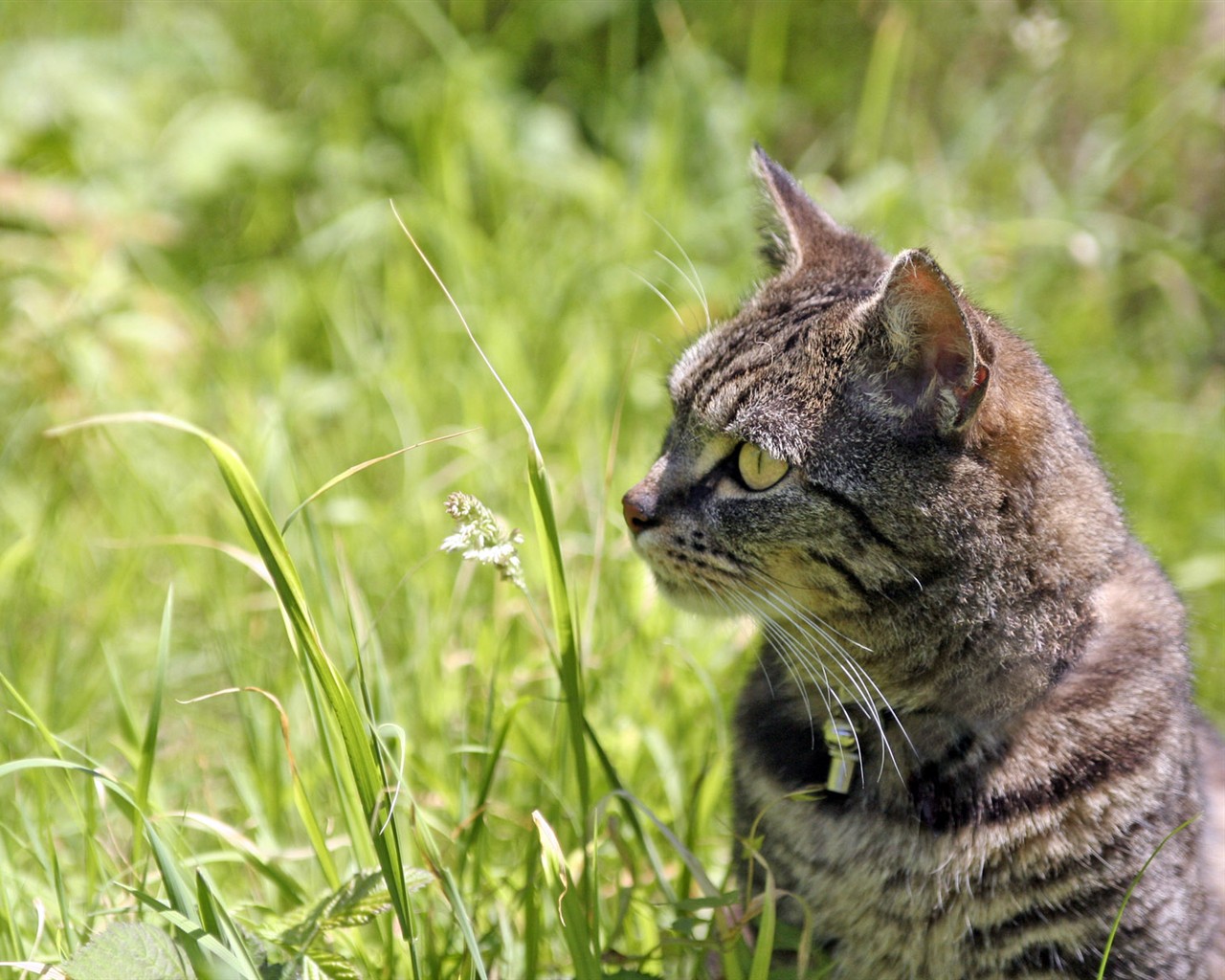 Cat photo d'écran HD #19 - 1280x1024