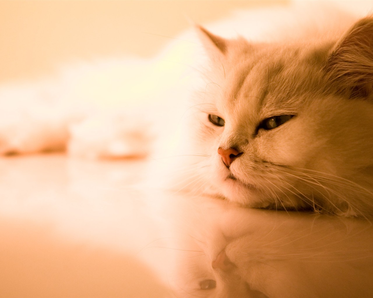 Cat photo HD Wallpapers #35 - 1280x1024