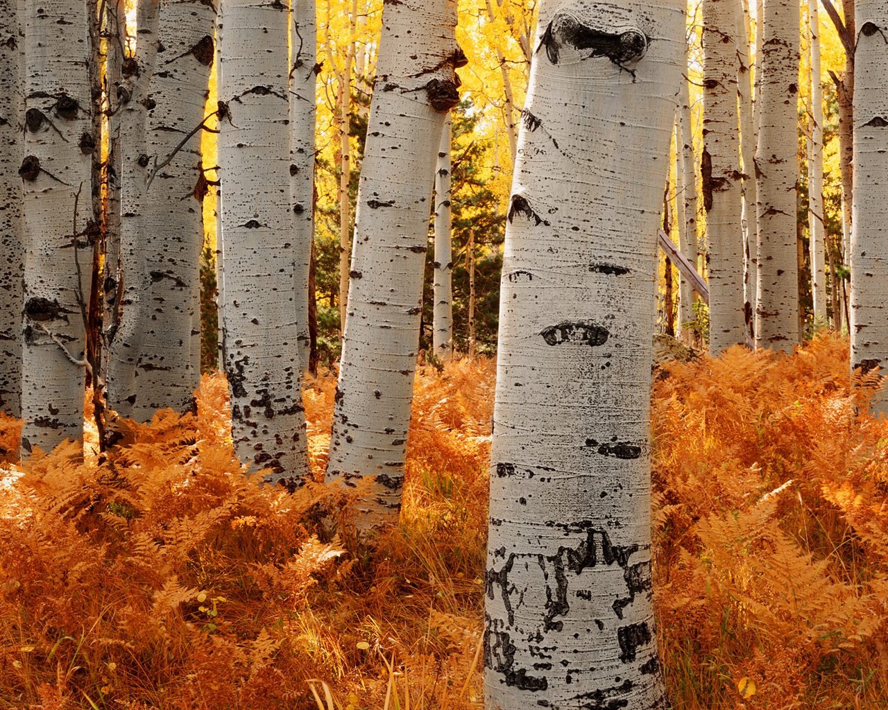 Thick autumn scenery wallpaper #7 - 1280x1024