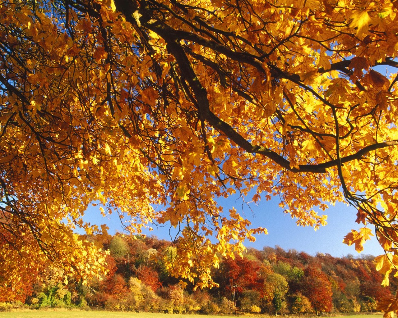 Thick autumn scenery wallpaper #8 - 1280x1024