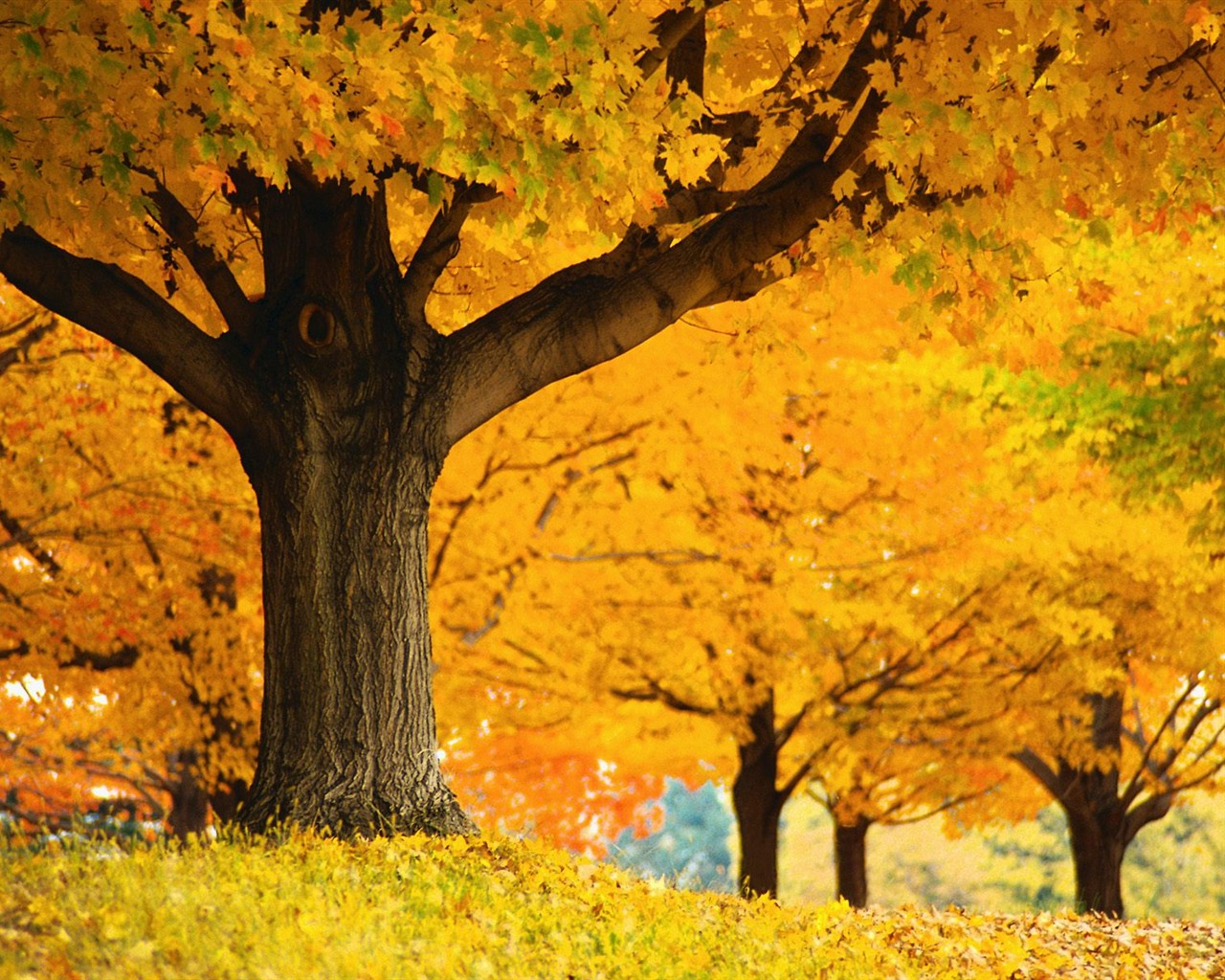 Thick autumn scenery wallpaper #10 - 1280x1024