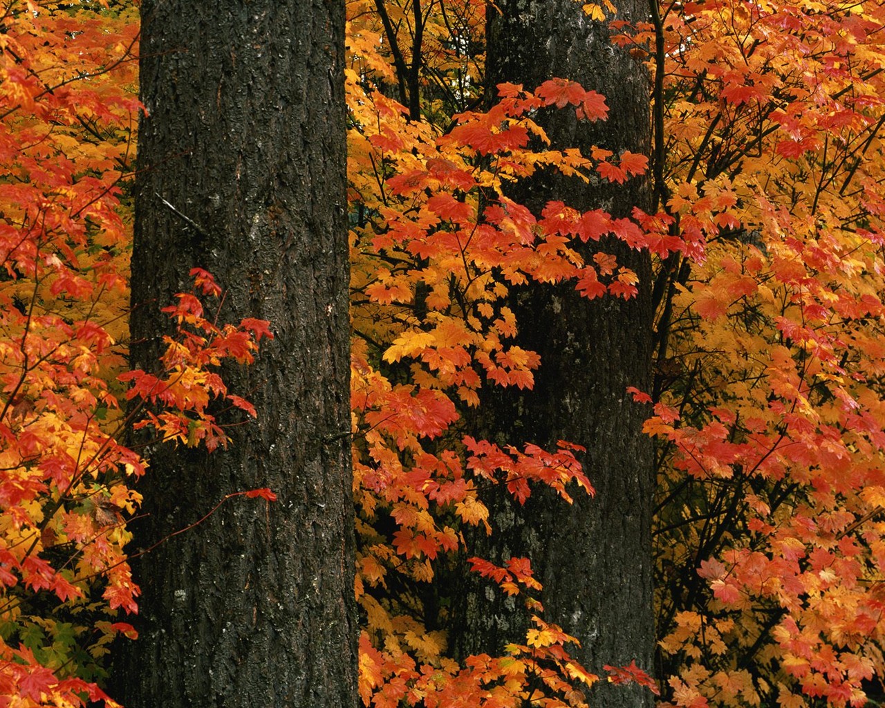 Thick autumn scenery wallpaper #15 - 1280x1024