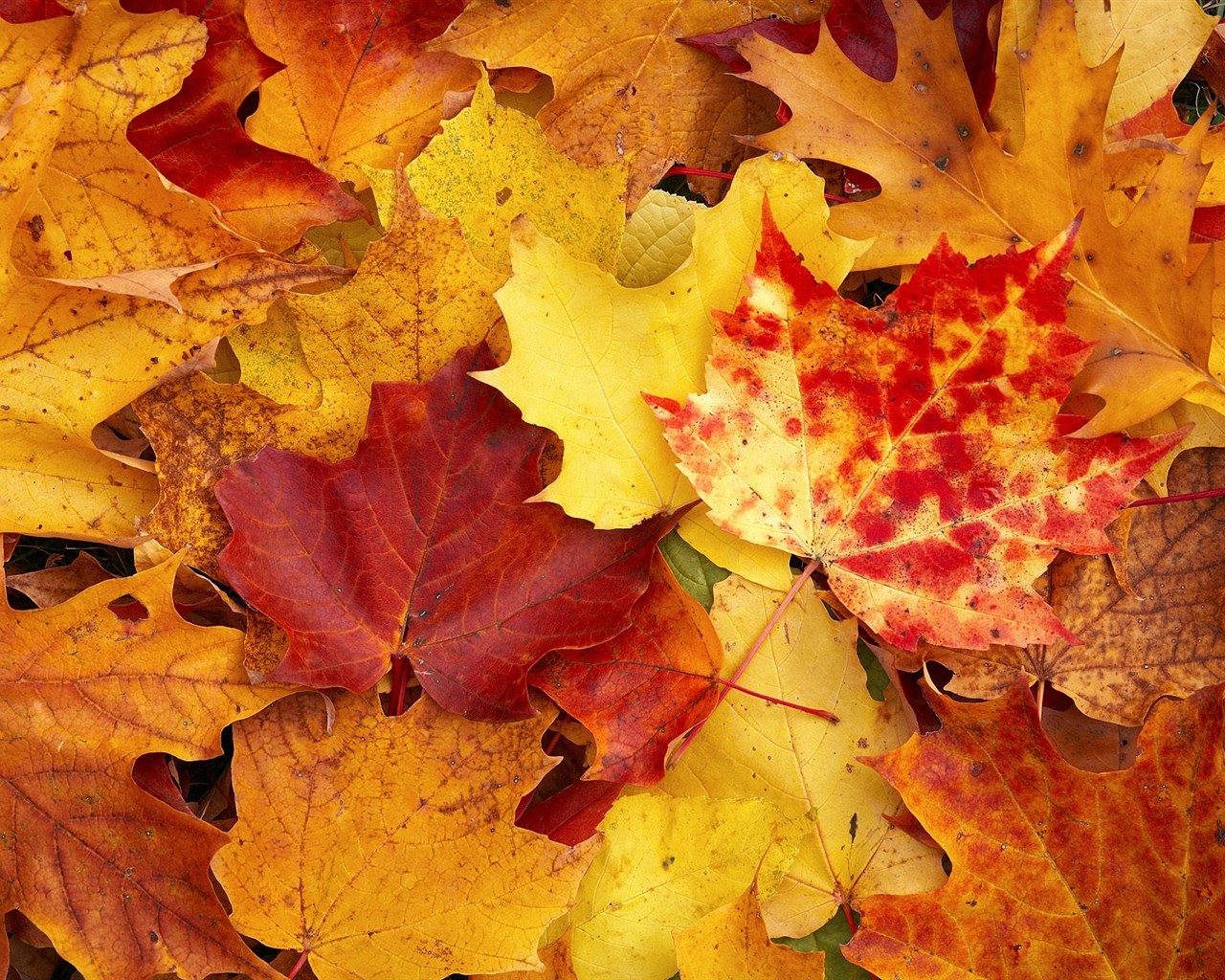 Thick autumn scenery wallpaper #20 - 1280x1024