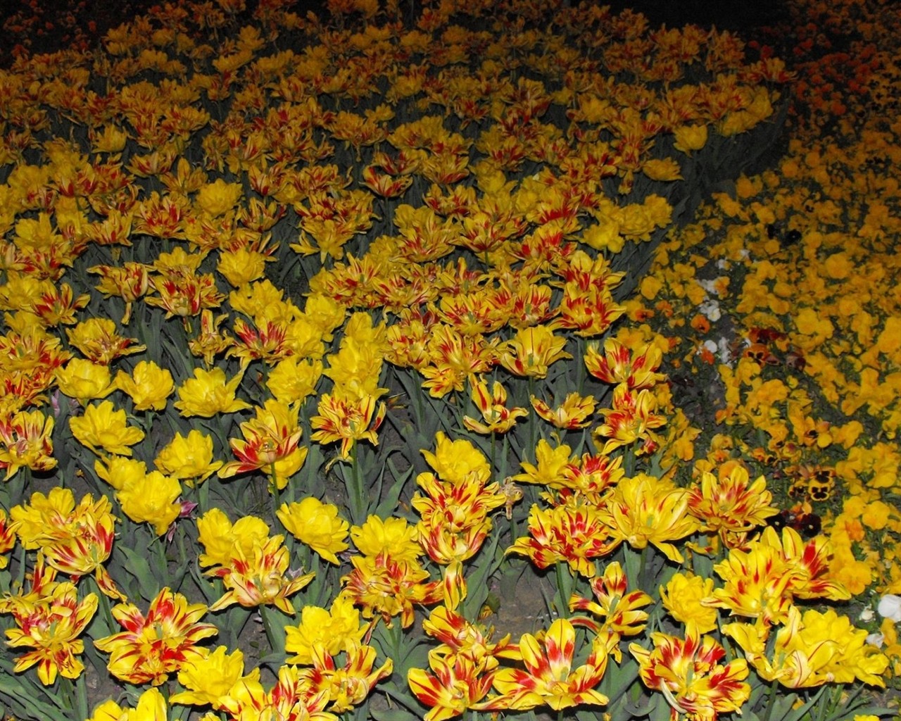 鲜艳夺目花朵高清壁纸17 - 1280x1024