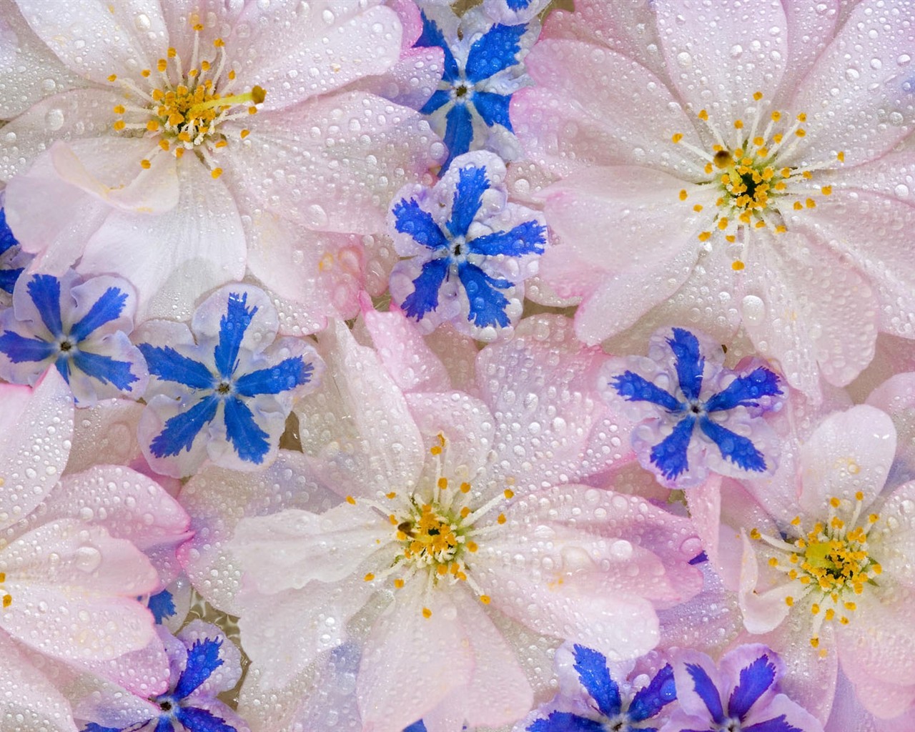 HD empapelado con flores de colores #20 - 1280x1024