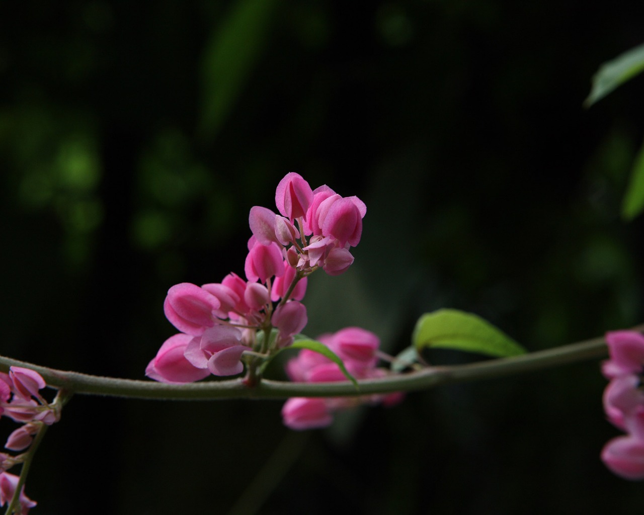 佳能 EOS 5D 样张壁纸 (评测样张)5 - 1280x1024