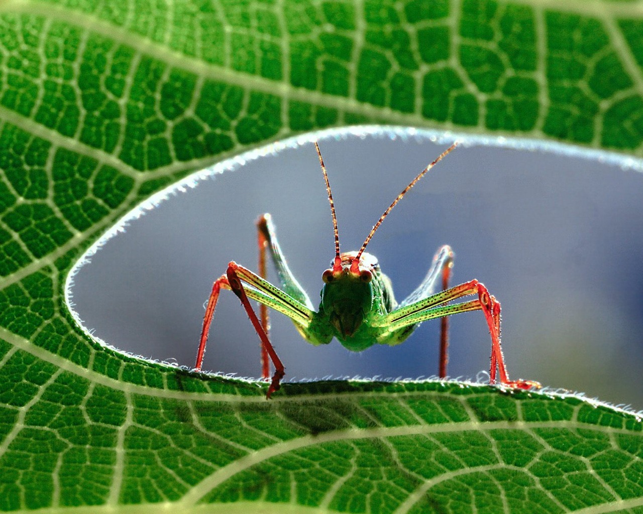 Fondo de pantalla de fotos de insectos #1 - 1280x1024