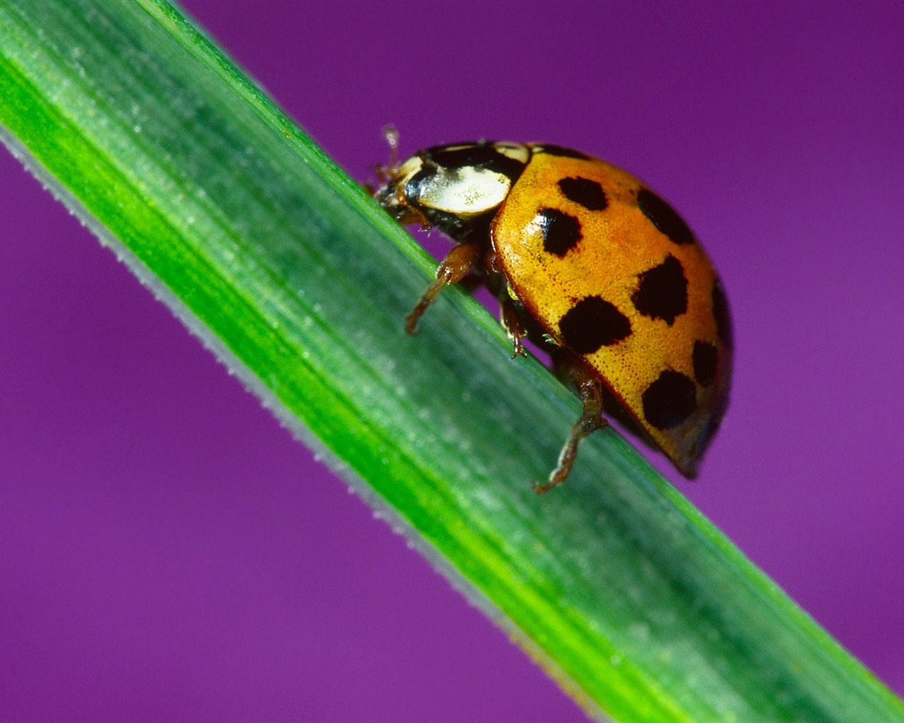 Fond d'écran photo d'insectes #18 - 1280x1024