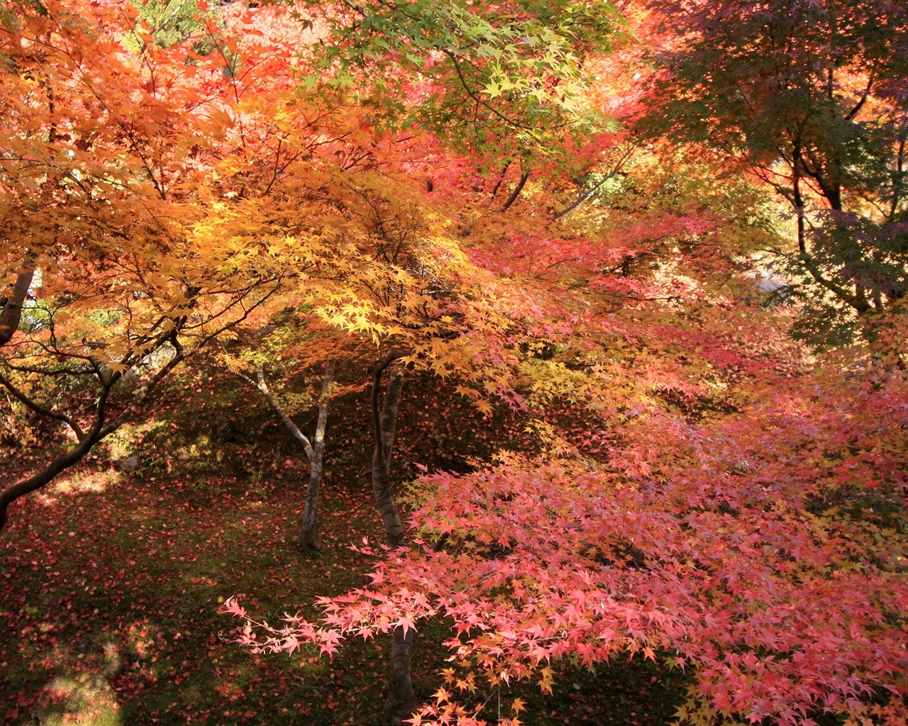 아름다운 단풍잎 바탕 화면 #3 - 1280x1024