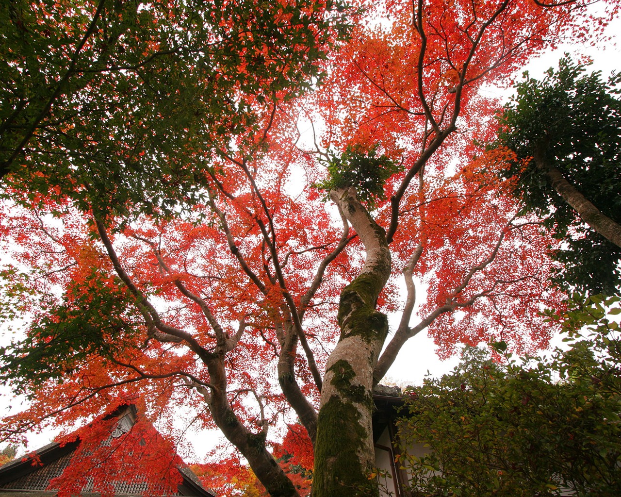 Beautiful Maple Leaf Wallpaper #4 - 1280x1024
