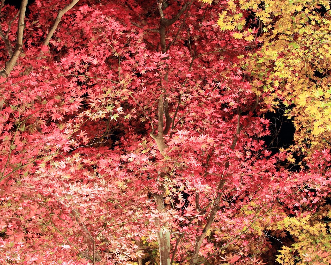 Beautiful Maple Leaf Wallpaper #5 - 1280x1024