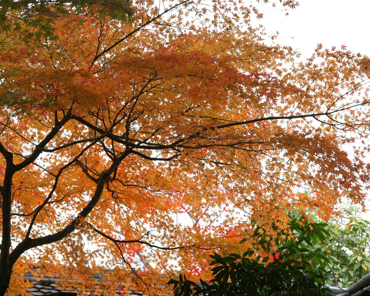 아름다운 단풍잎 바탕 화면 #7 - 1280x1024