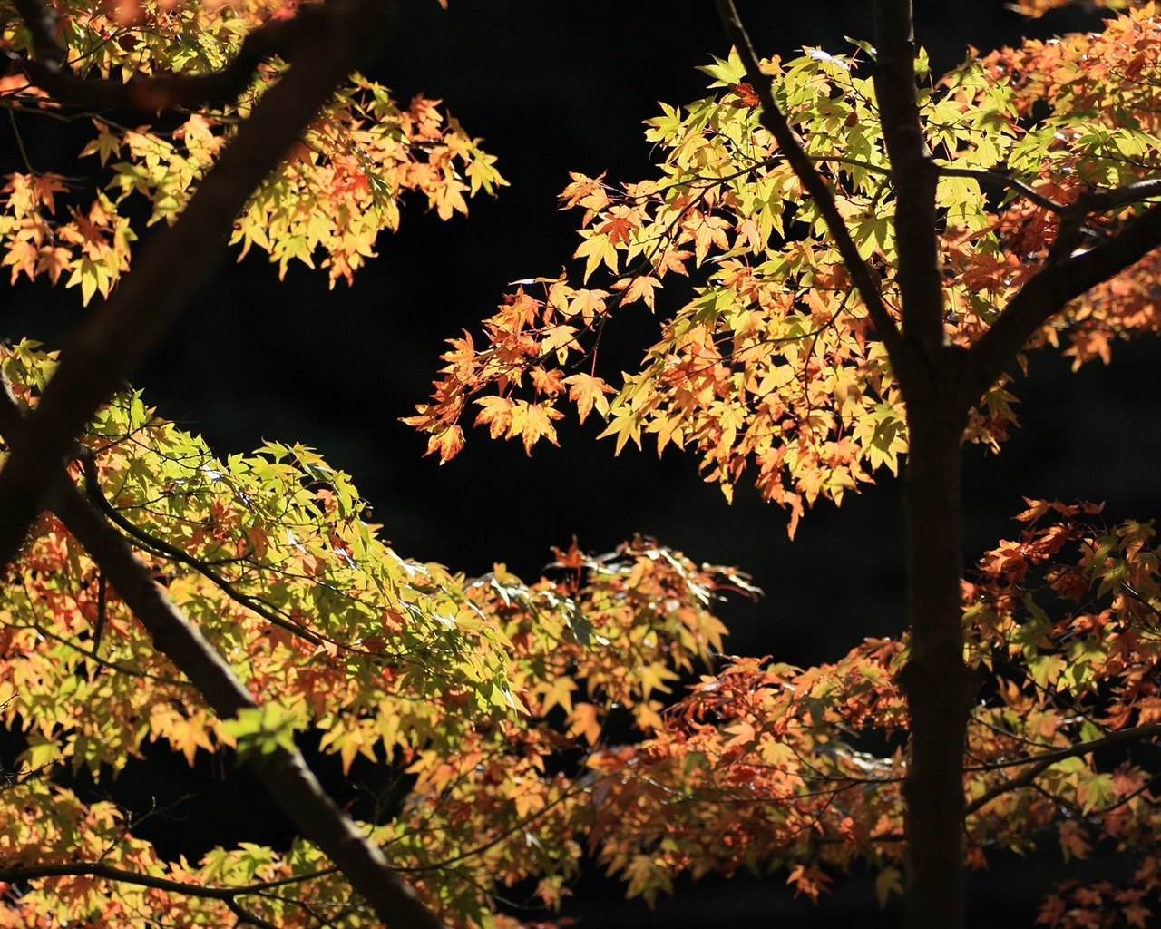 Beautiful Maple Leaf Wallpaper #11 - 1280x1024