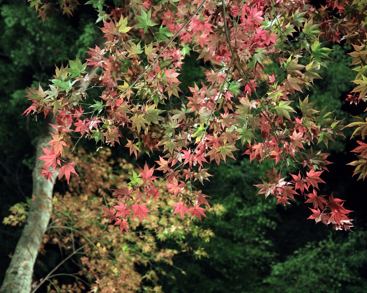 Krásné Maple Leaf Wallpaper #13 - 1280x1024