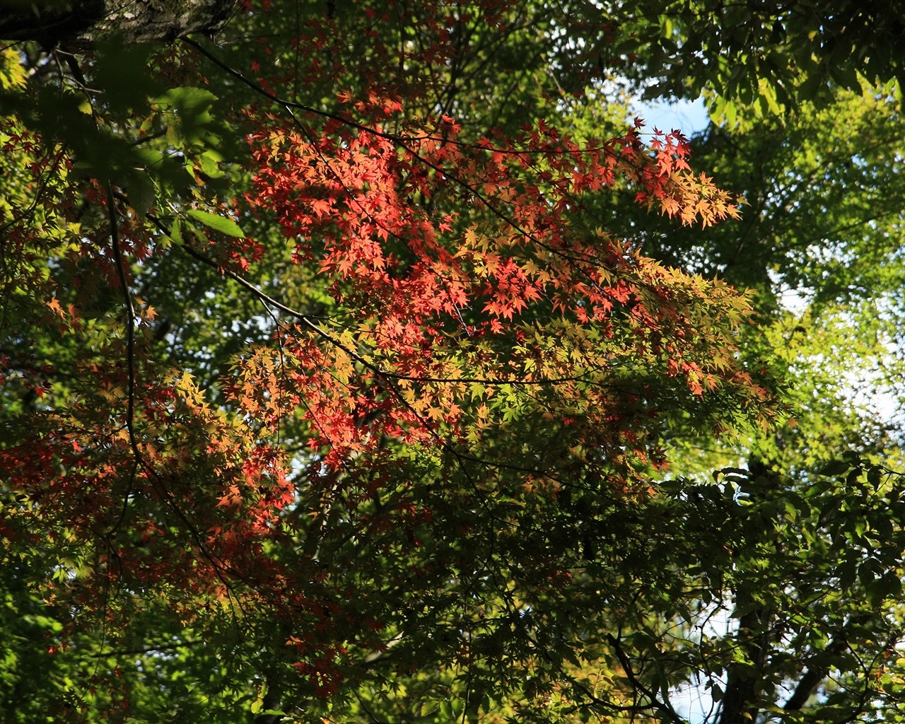 Beautiful Maple Leaf Wallpaper #18 - 1280x1024