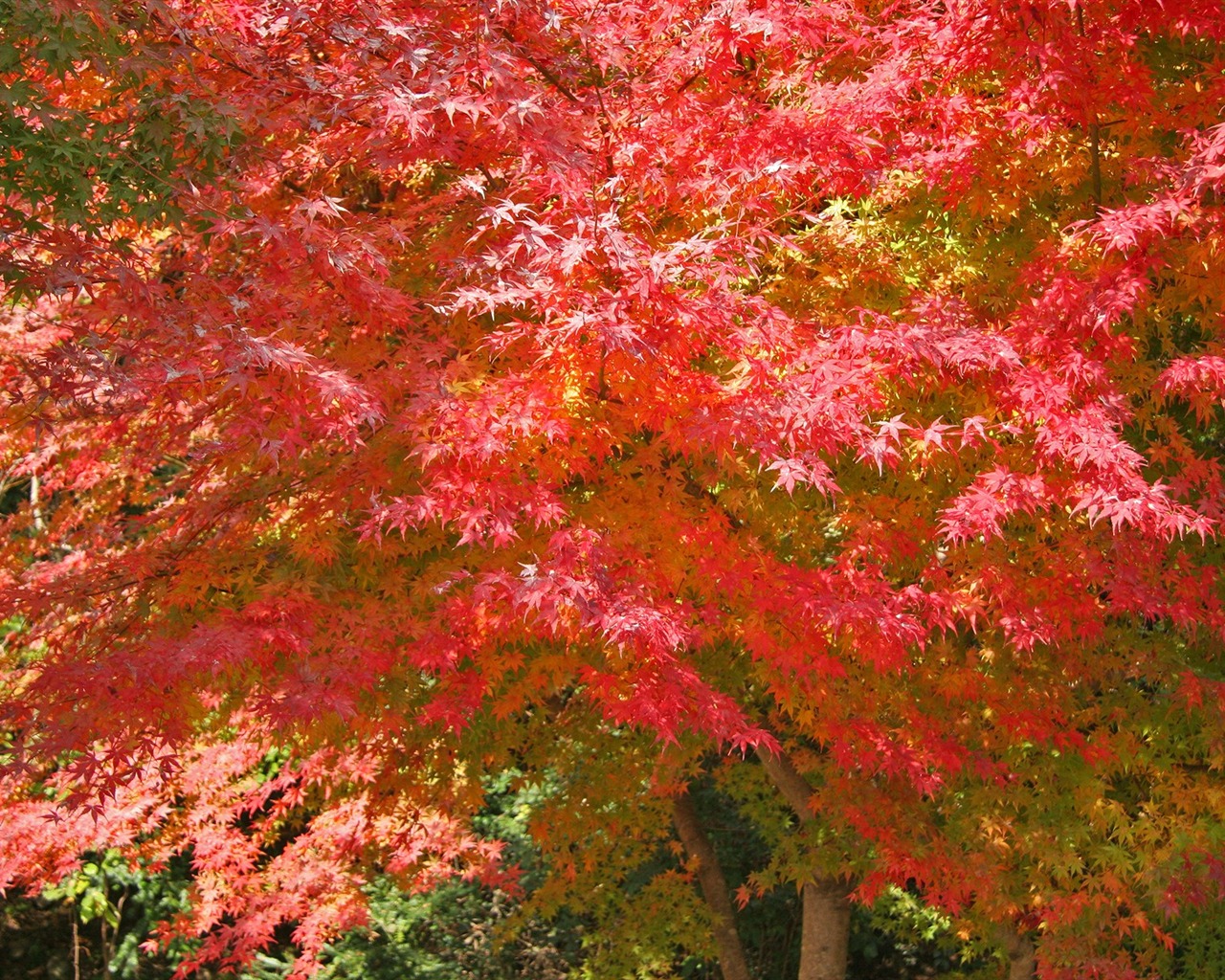 Krásné Maple Leaf Wallpaper #19 - 1280x1024