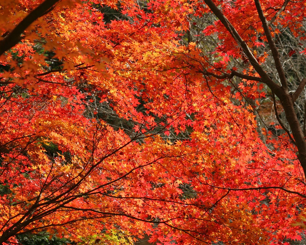 Beautiful Maple Leaf Wallpaper #20 - 1280x1024