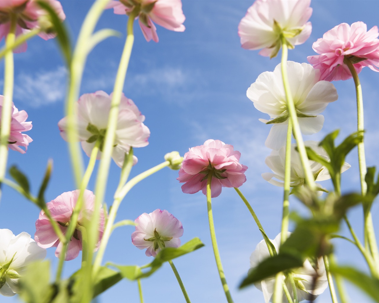 Bajo flores cielo despejado #25 - 1280x1024