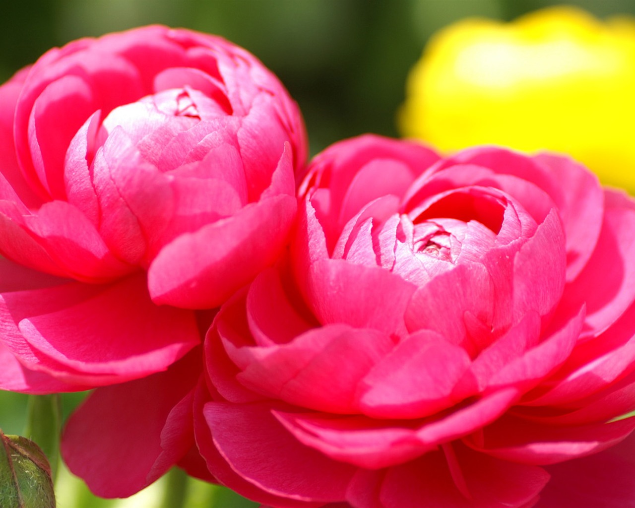Osobní Květiny Tapeta #9 - 1280x1024