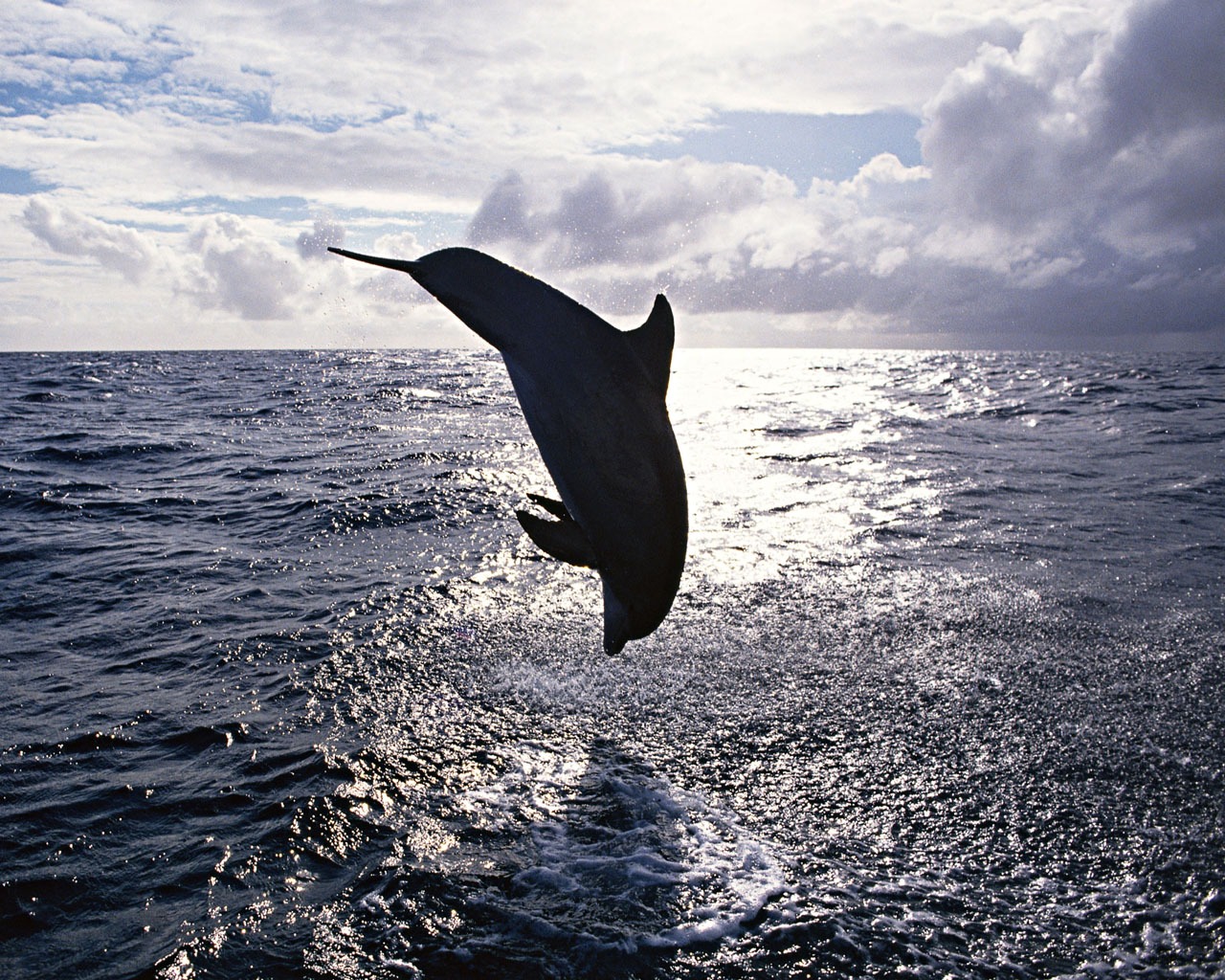 Fondo de pantalla de fotos de delfines #3 - 1280x1024