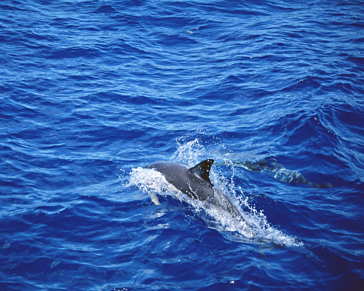 Fondo de pantalla de fotos de delfines #4 - 1280x1024