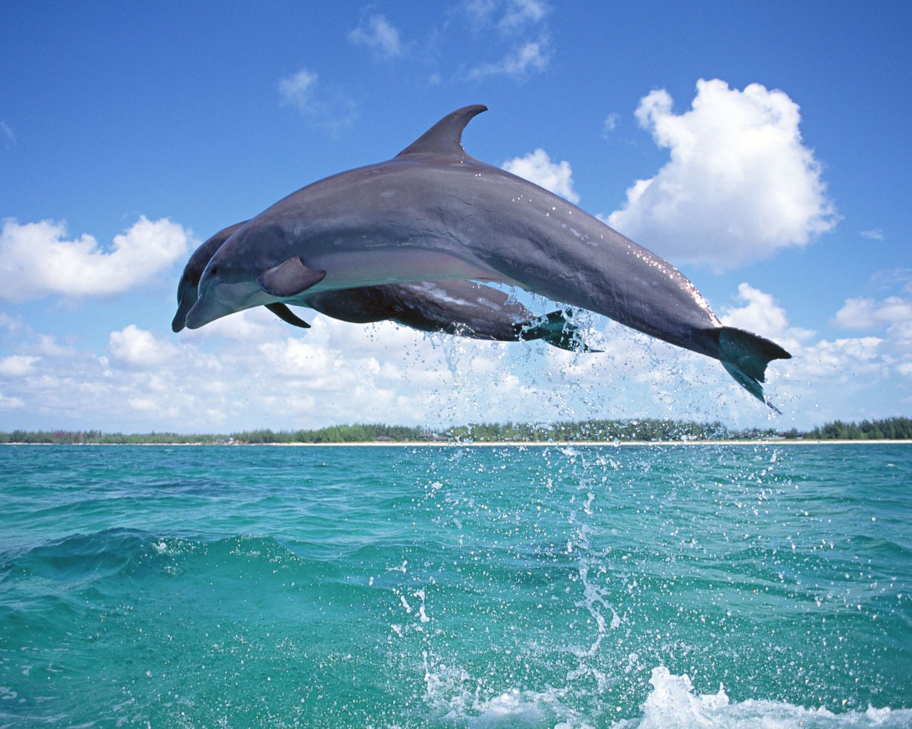 Fondo de pantalla de fotos de delfines #9 - 1280x1024