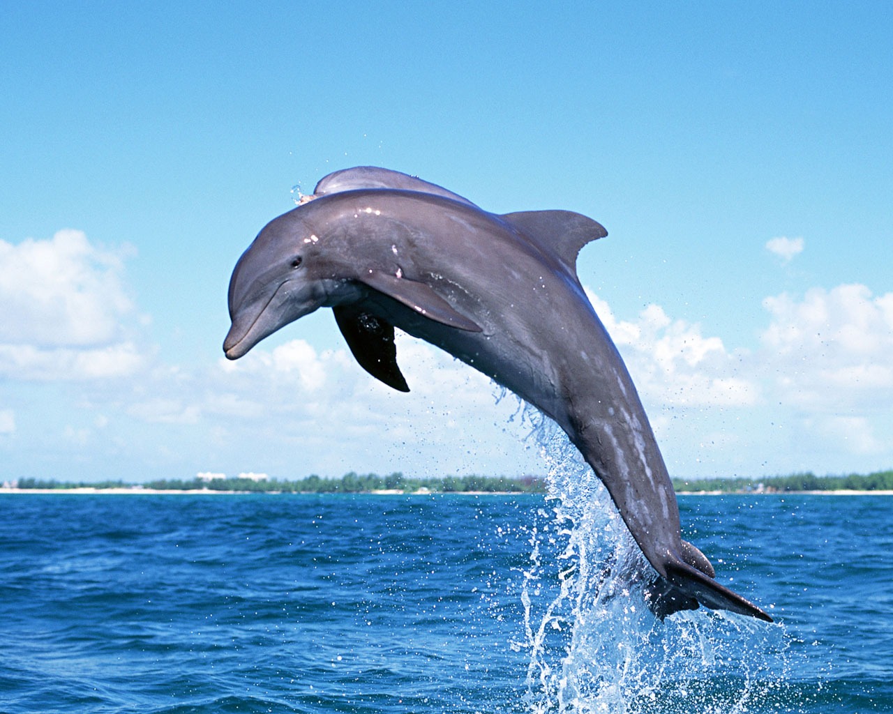 Fondo de pantalla de fotos de delfines #10 - 1280x1024