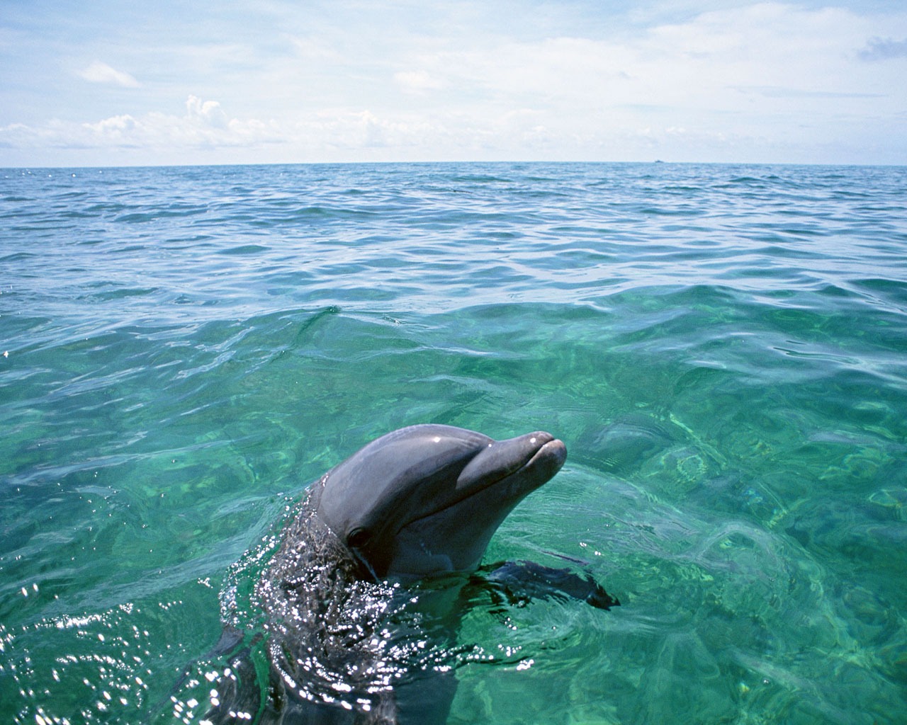 Dolphin Photo Wallpaper #16 - 1280x1024