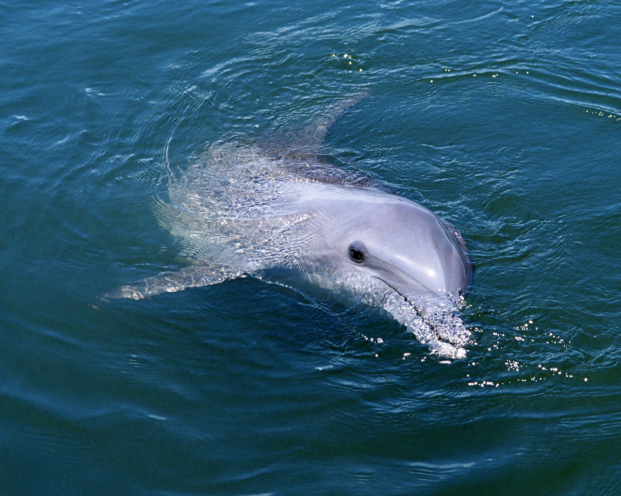 Fondo de pantalla de fotos de delfines #17 - 1280x1024