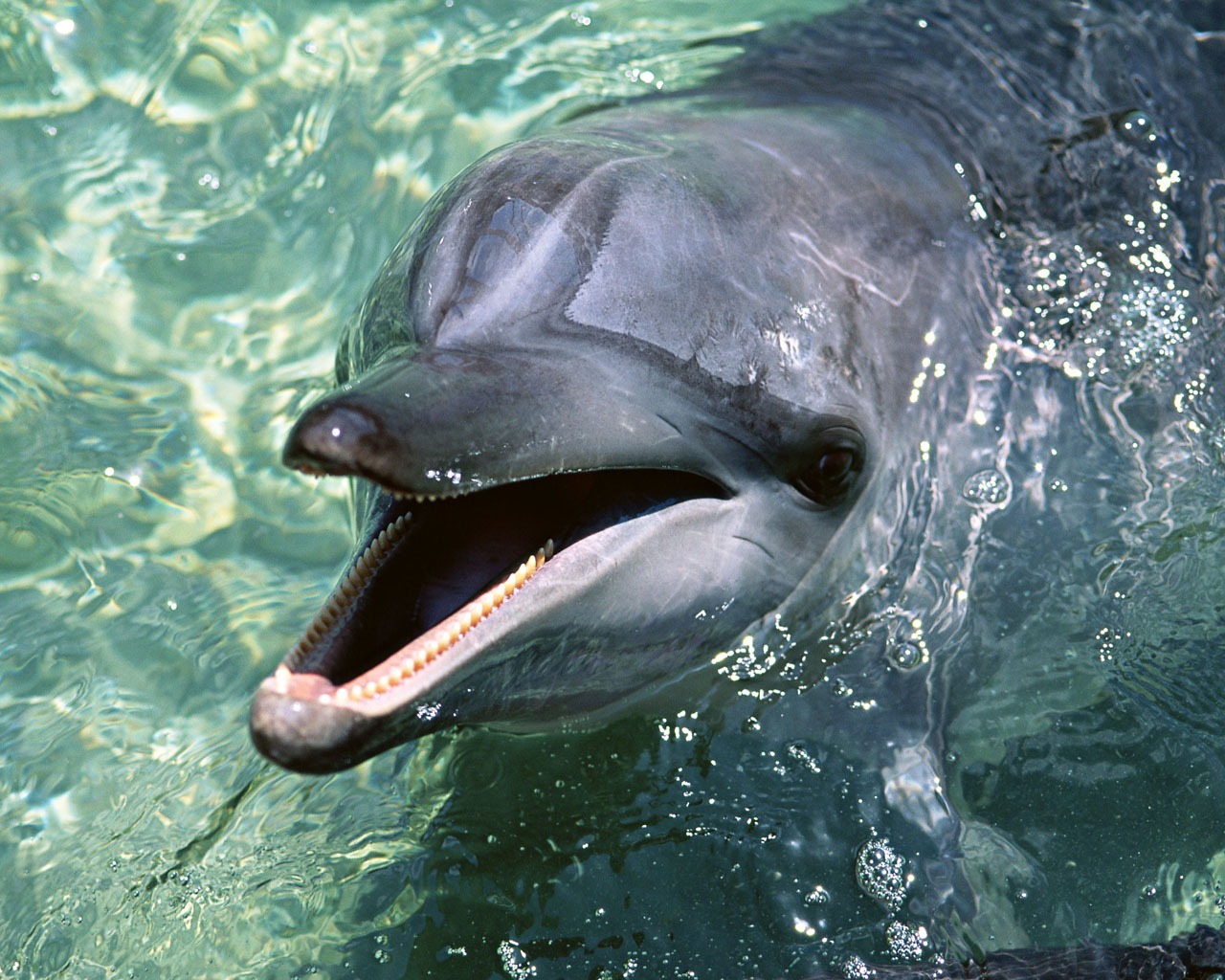 Fondo de pantalla de fotos de delfines #18 - 1280x1024