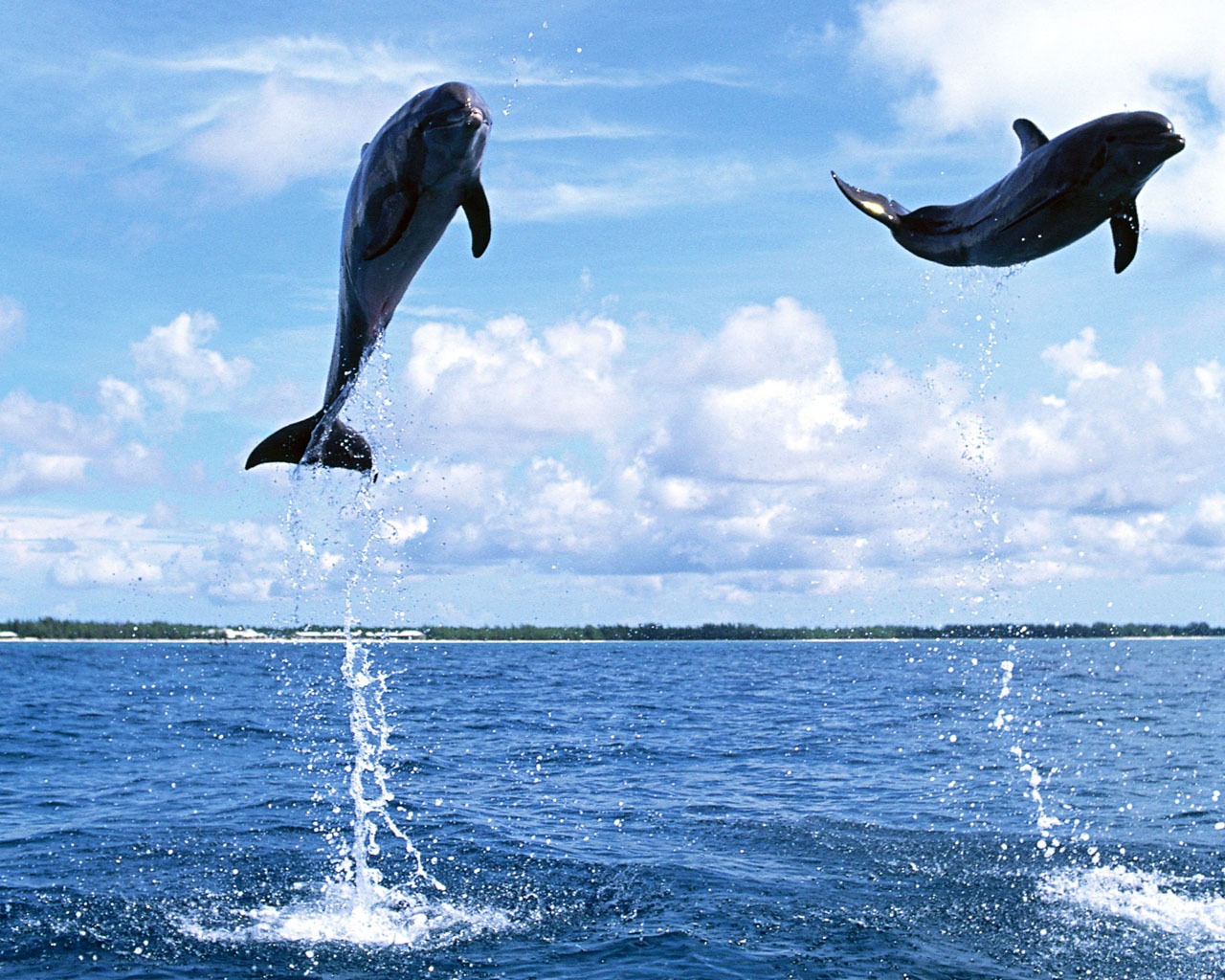 Fondo de pantalla de fotos de delfines #19 - 1280x1024