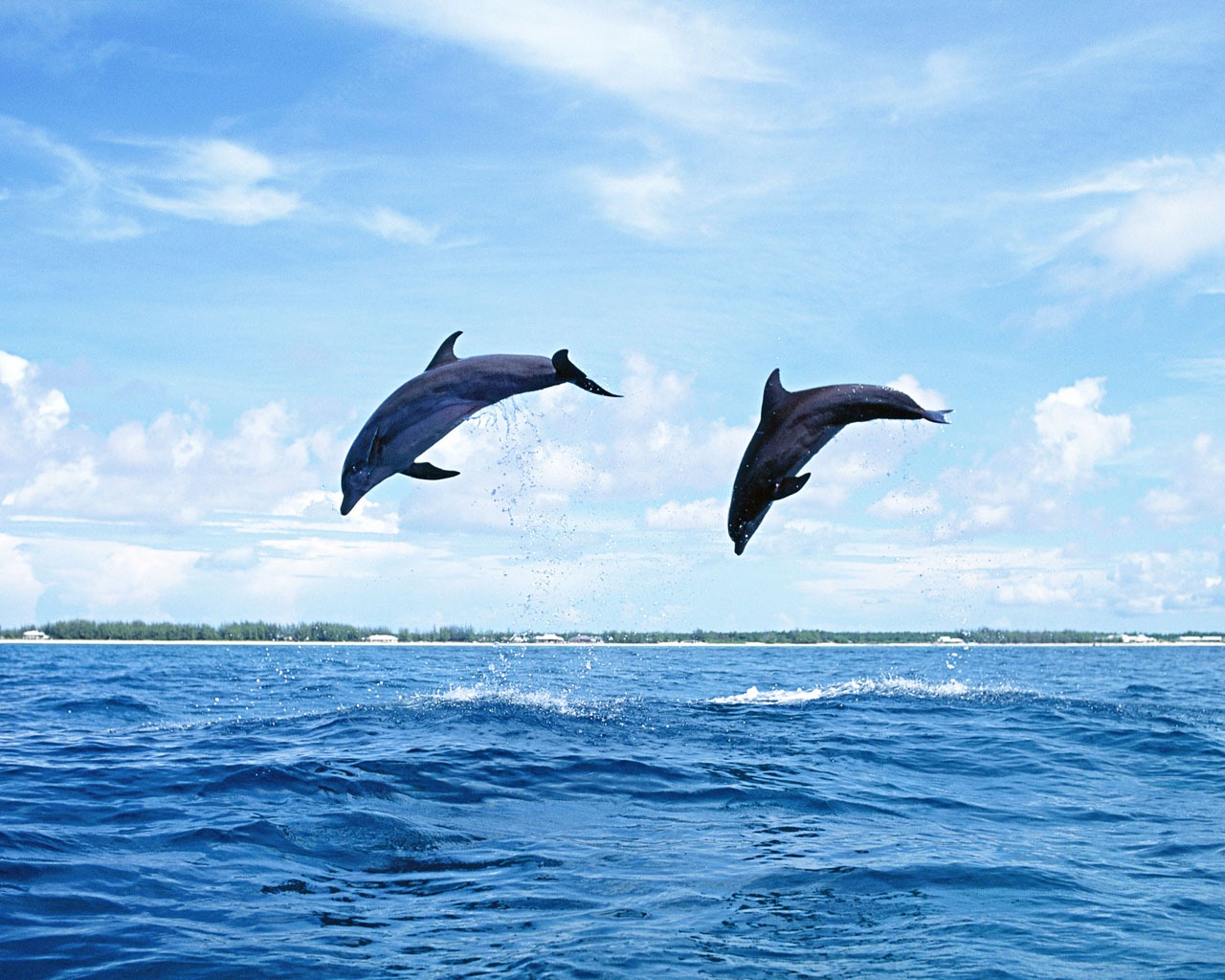 delfínů Foto Wallpaper #20 - 1280x1024