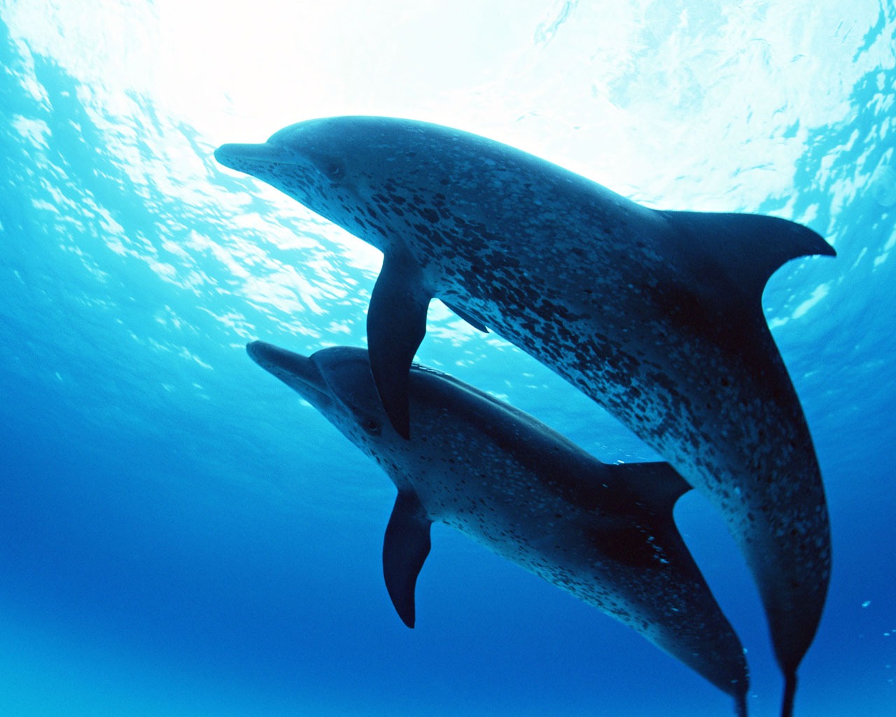 Fondo de pantalla de fotos de delfines #21 - 1280x1024