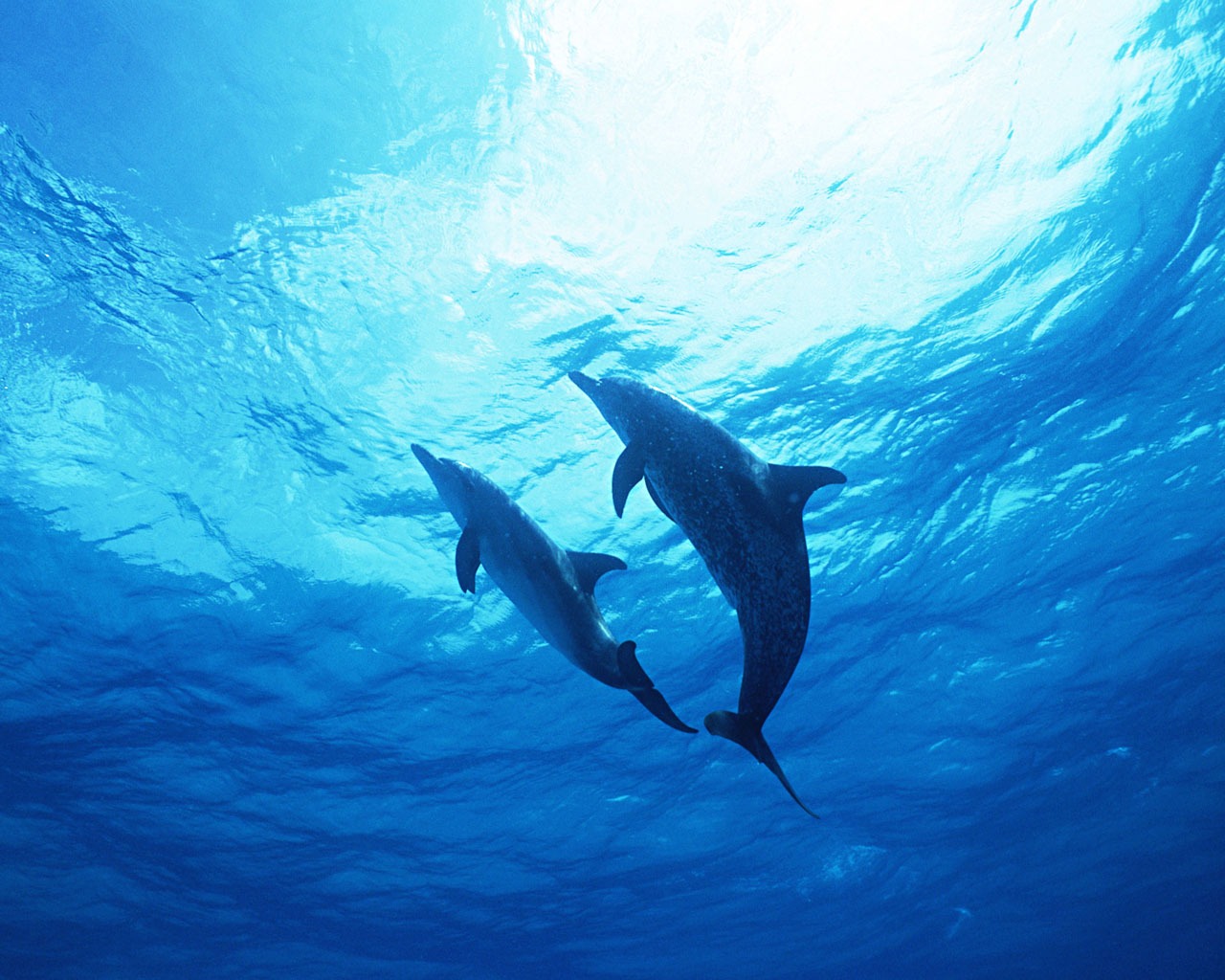 Fondo de pantalla de fotos de delfines #22 - 1280x1024