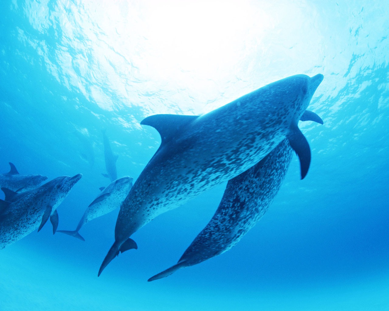 Fondo de pantalla de fotos de delfines #23 - 1280x1024