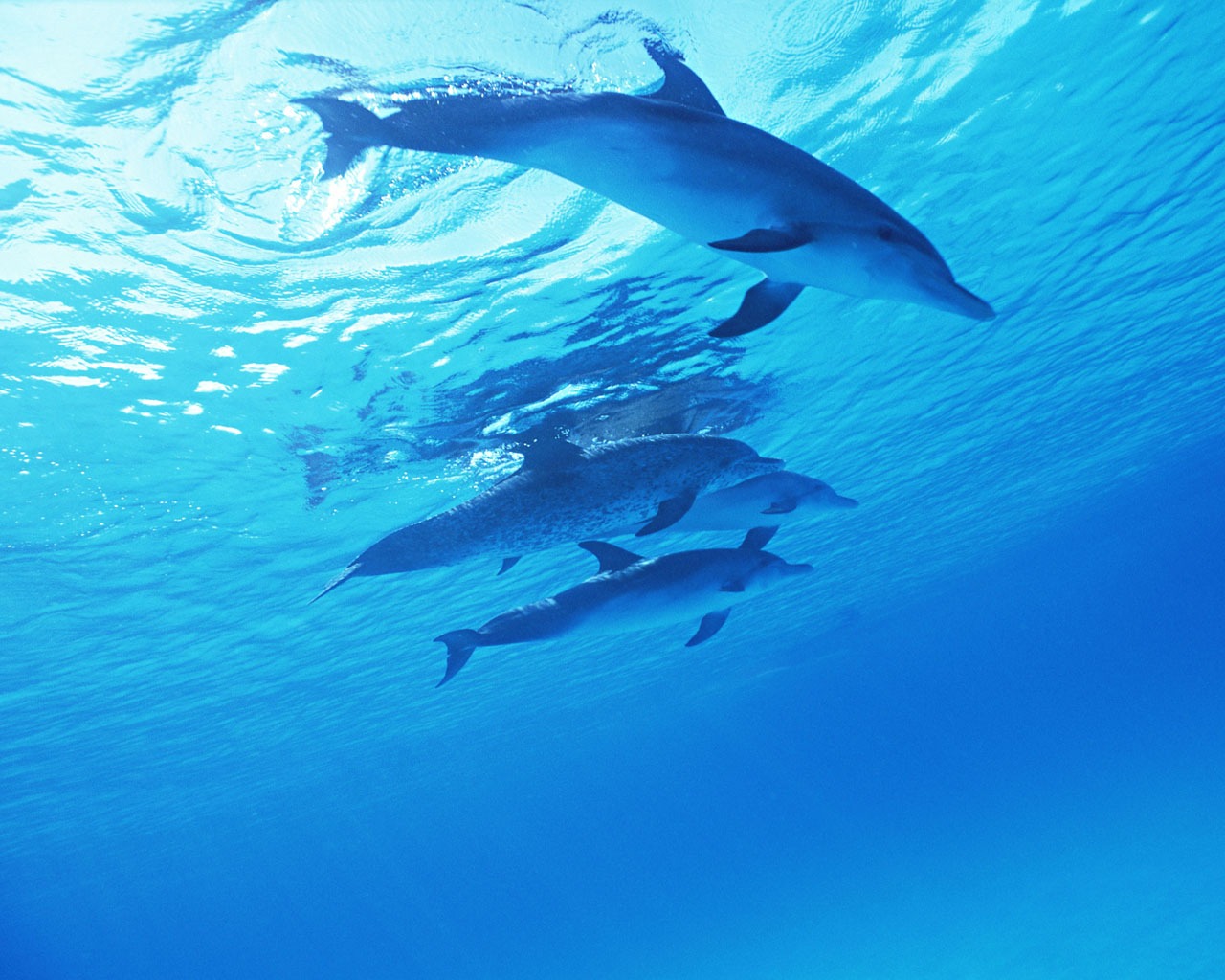 Fondo de pantalla de fotos de delfines #24 - 1280x1024