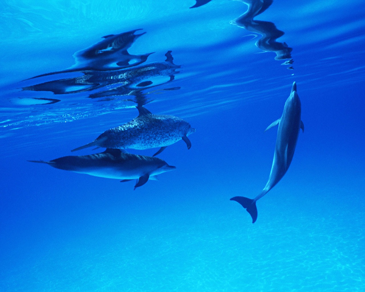 Fondo de pantalla de fotos de delfines #25 - 1280x1024