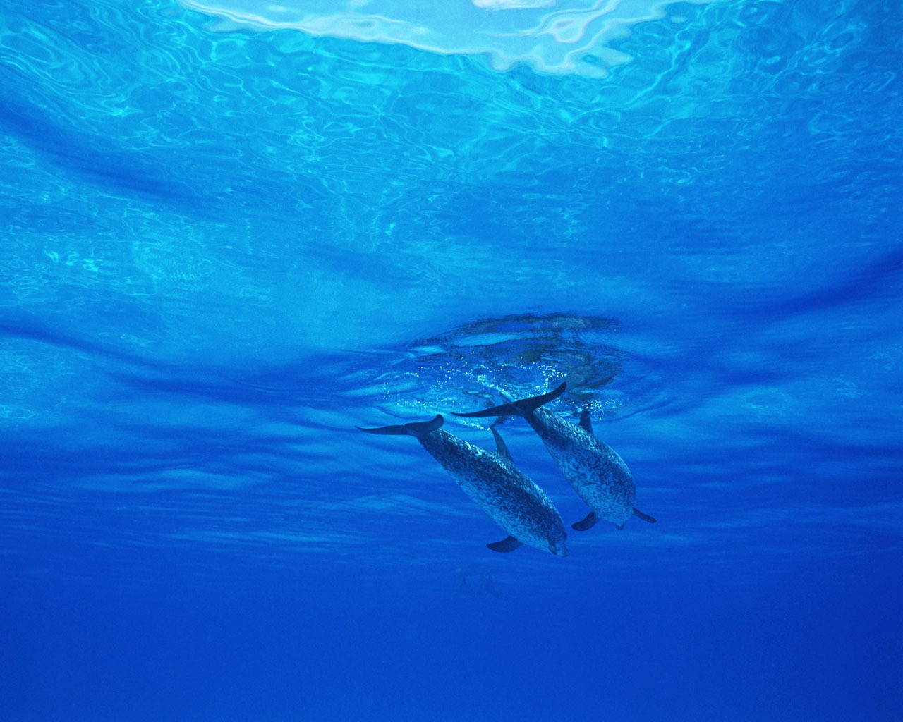 Fondo de pantalla de fotos de delfines #26 - 1280x1024