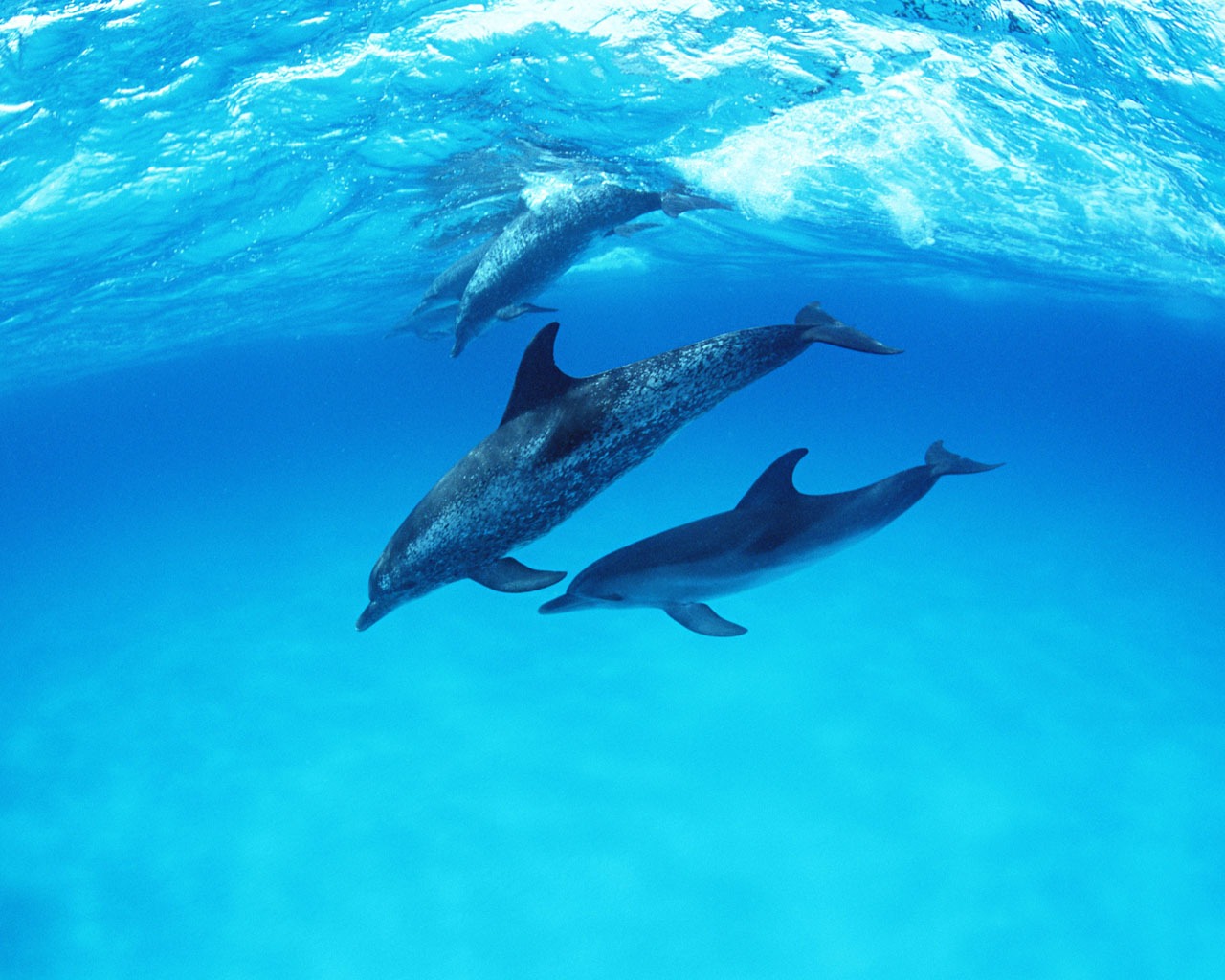 Дельфин Фото обои #27 - 1280x1024