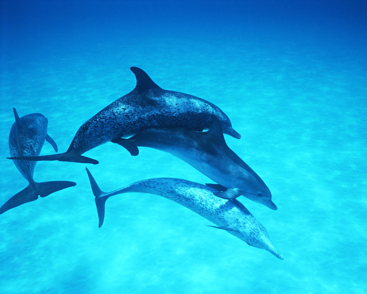 Дельфин Фото обои #28 - 1280x1024