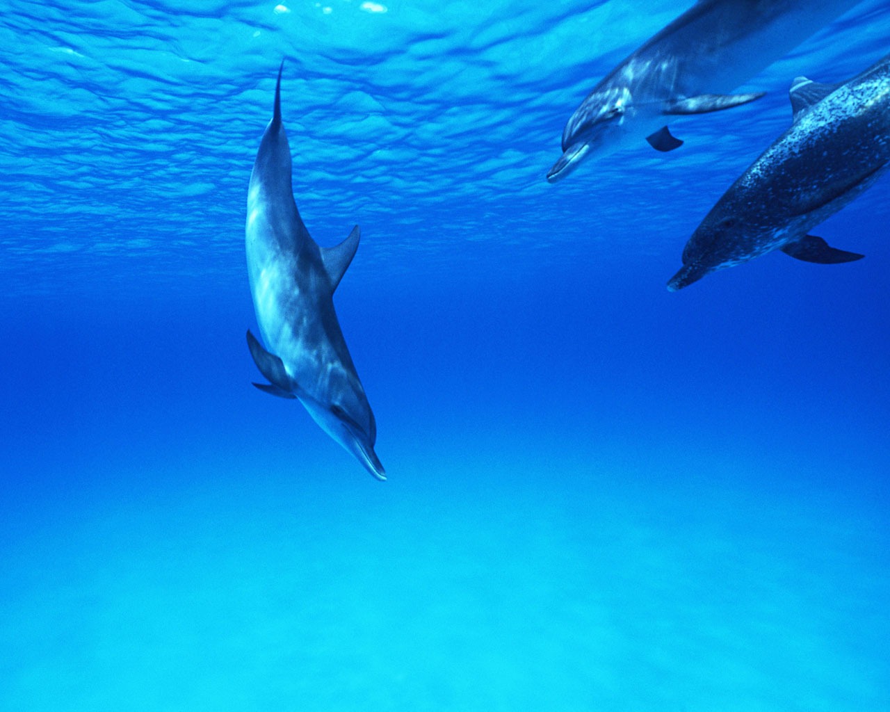 Дельфин Фото обои #29 - 1280x1024