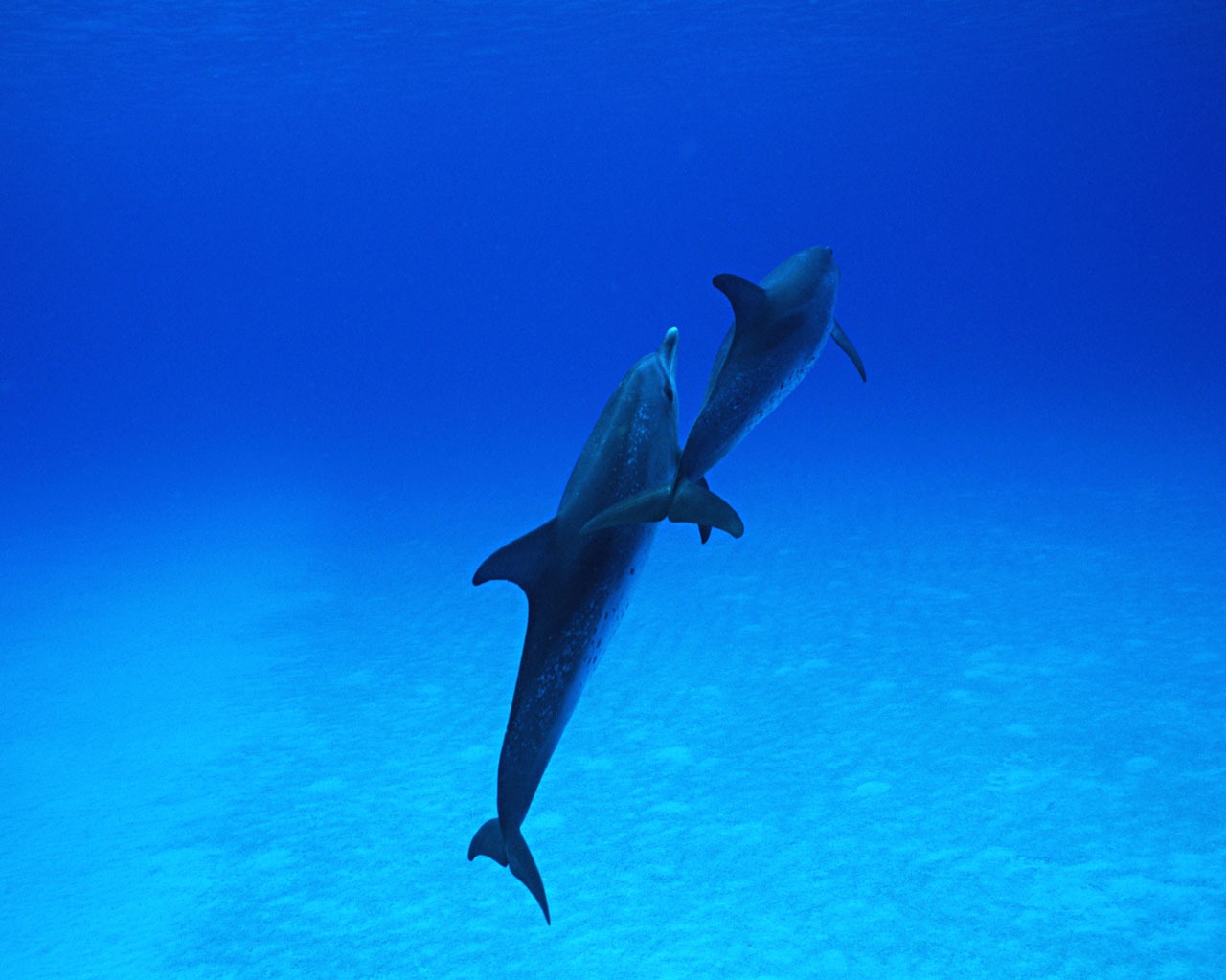 delfínů Foto Wallpaper #30 - 1280x1024