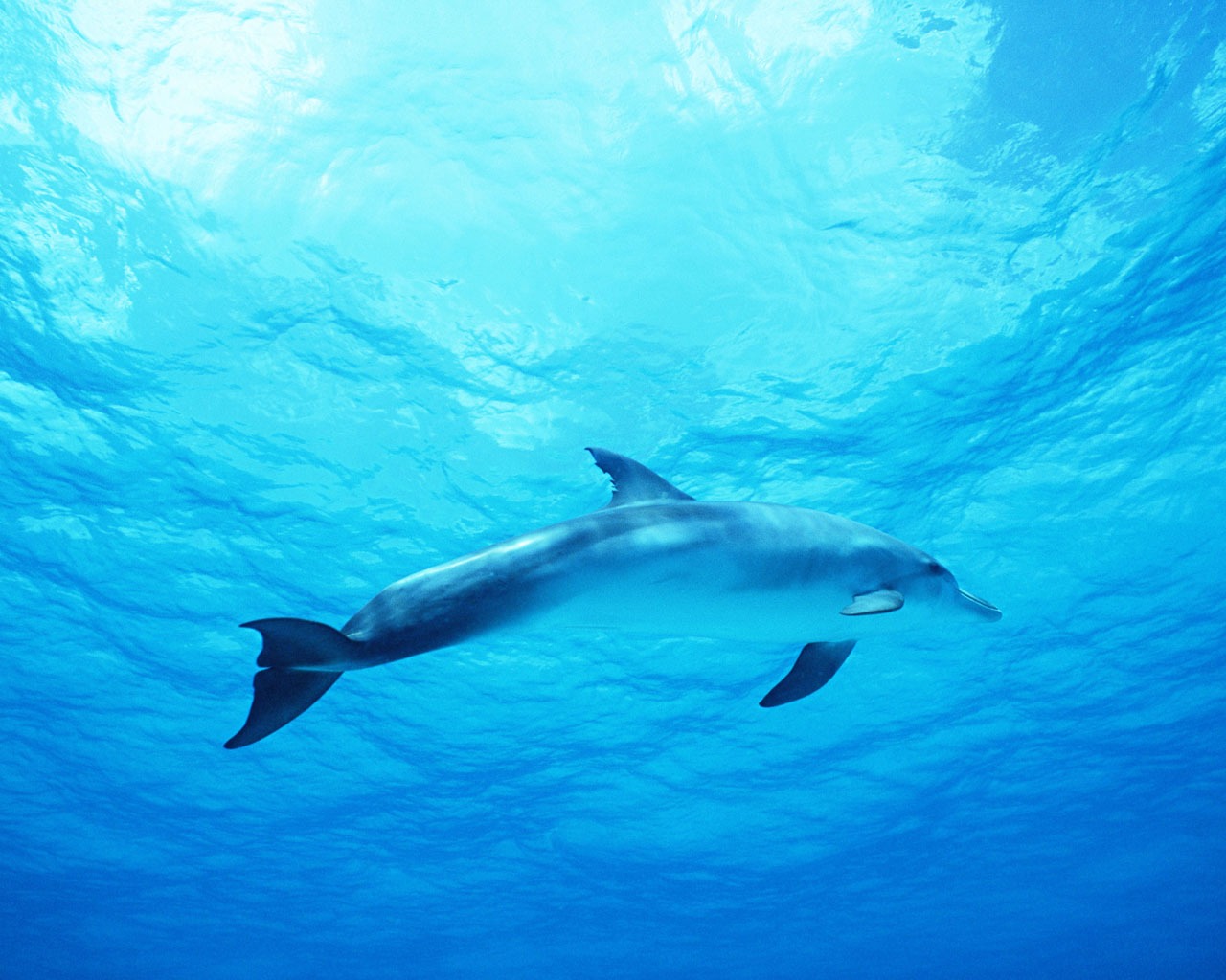 Дельфин Фото обои #31 - 1280x1024